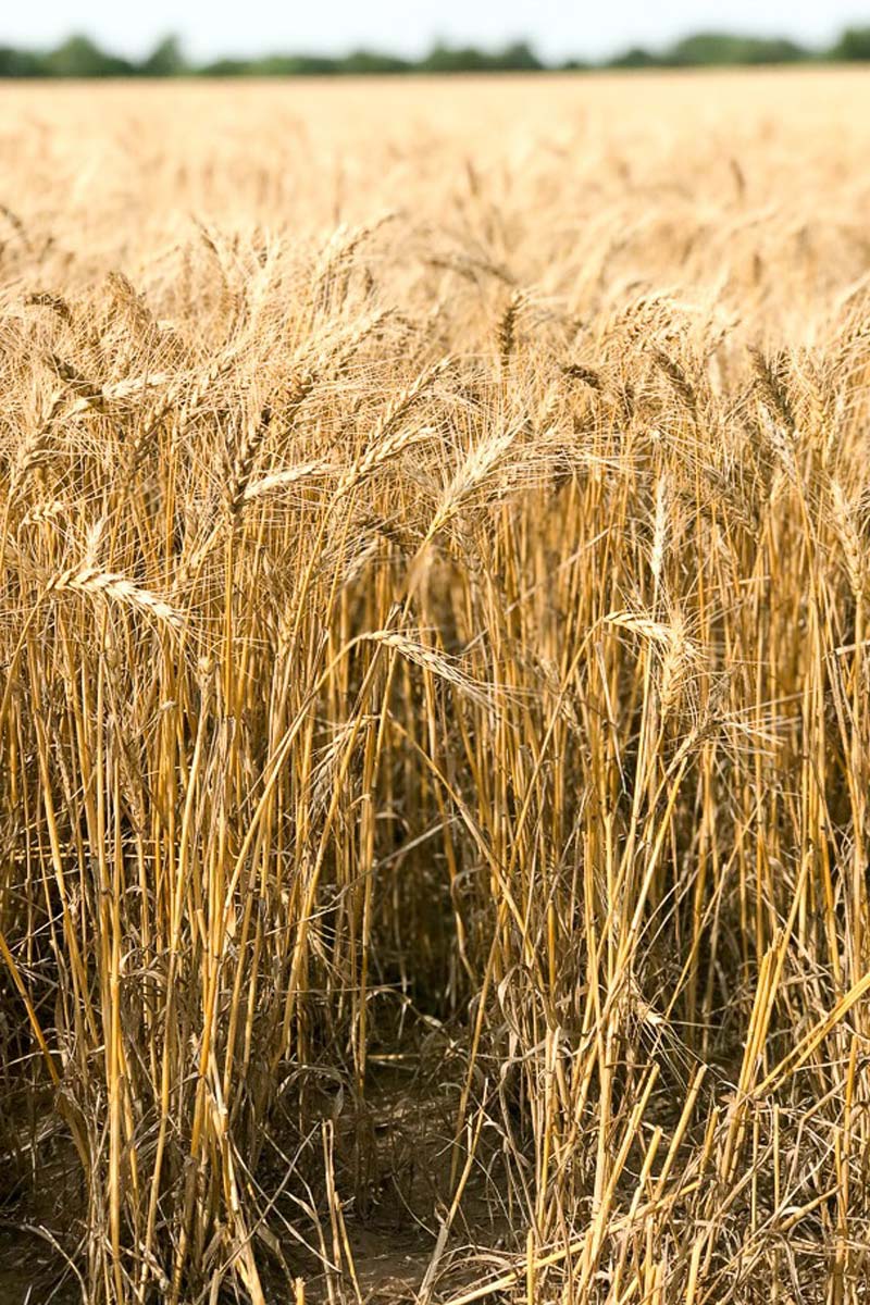 Browns-Flour-Field