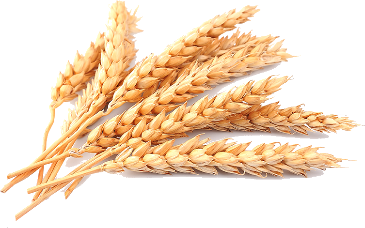 Wheat-Grain